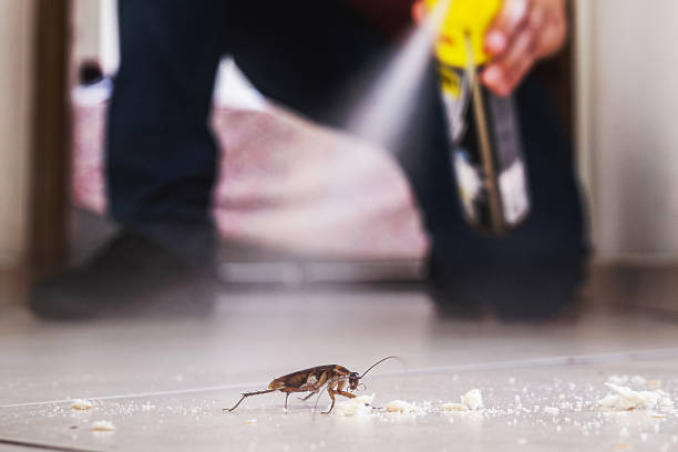 Best Flea Control Services  in Atwater, MN